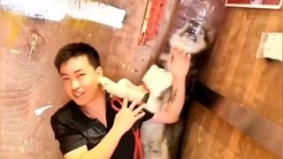 Tình trạng dắt chó đi dạo quốc gia