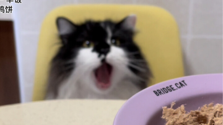 Apa yang dimakan kucing kecil setiap hari? Tingkat kemewahannya bisa dibilang seperti panduan betern