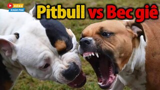 🔥 Pitbull ĐẠI CHIẾN Becgie Trận Chiến Không Khoan Nhượng Ai Mới Là Số 1 | Hóng Khám Phá