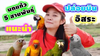 นกแก้ว 5 สายพันธุ์ที่แนะนำปล่อยบินอิสระ