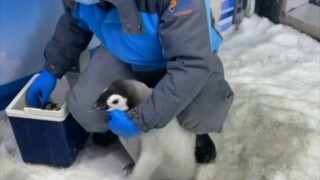 Menangkap angsa! Menangkap angsa! Menangkap angsa! Menangkap angsa! Menangkap angsa! Menangkap angsa