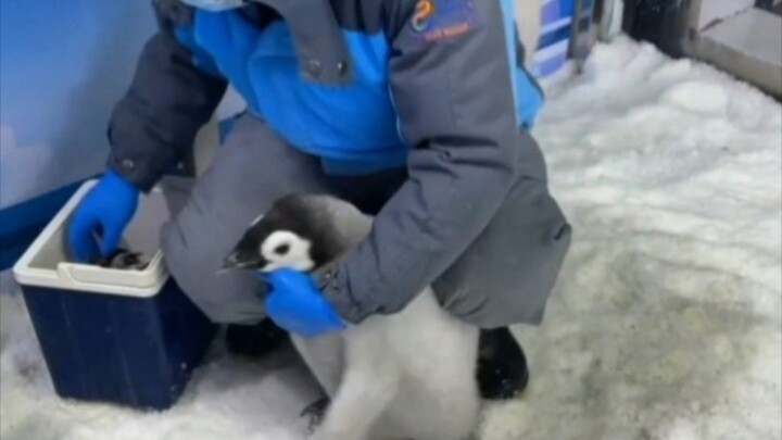 抓鹅啦！抓鹅啦！抓鹅啦！抓鹅啦！抓鹅啦！抓鹅啦！抓鹅啦！抓鹅啦！抓鹅啦！抓鹅啦！抓鹅啦！抓鹅啦！抓鹅啦！抓鹅啦！抓鹅啦！抓鹅啦！抓鹅啦！抓鹅啦！