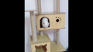 เช็คของเล่นแป็บบบ เนื่องจาก 97 เอาไปเลยคอนโดแมว😻