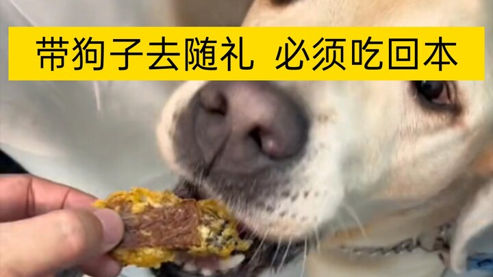 Roundup: People Who Bring Their Dogs as Gifts—Do You Have to Give an Extra Gift Too?