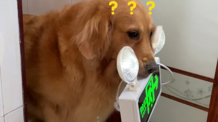 If you want to train your dog well, you must first become a dog yourself.