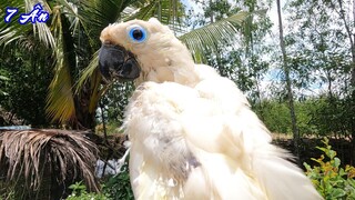 7 Ân Được Tặng Chim Công, Gà Tây Trắng và Cockatoo