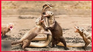 Look What Happens When Mongoose's Unified Power Mercilessly Destroys King Cobra.