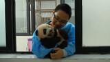芝麻超重名场面，外网猫粉：作为熊猫专家，我可以很负责任的说，他绝对没有超重，而是超可爱