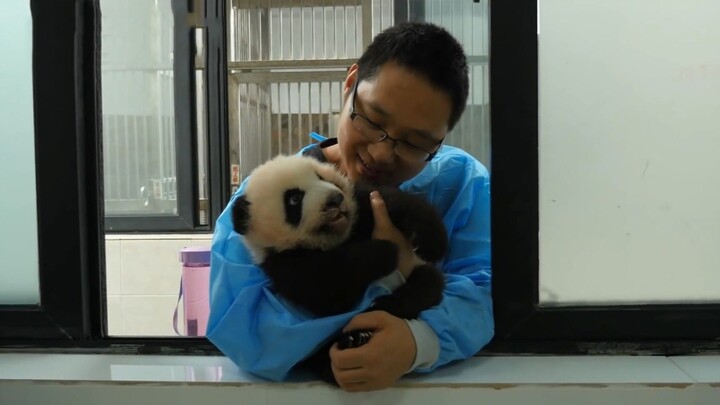 A fluffy overweight baby panda