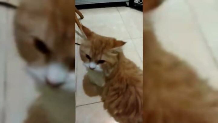 Balita Ngobrol Sama Kucing