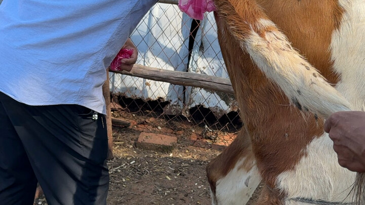 Just over ten days after a fracture surgery, there’s no stopping him—this stubborn old dad insists o