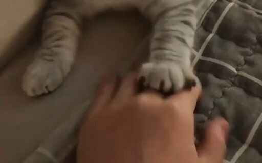 May mắn thay, thế giới này vẫn còn những chú mèo con!