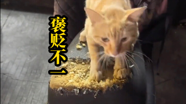 Why are cats so polarizing online, even being called “big rats”?