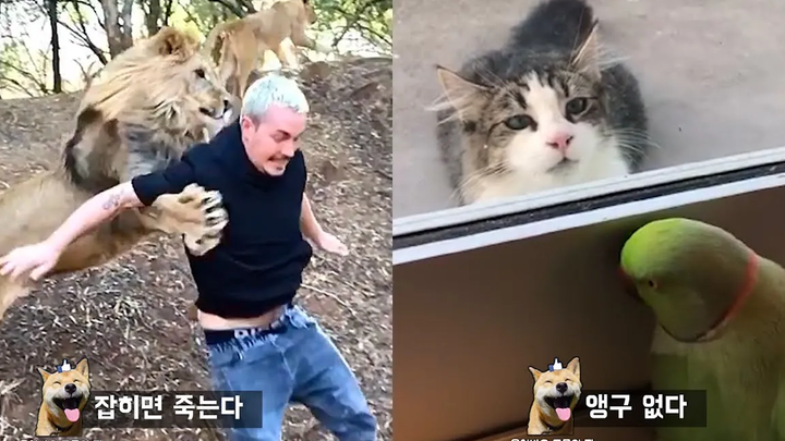 ทำไมคุณไม่ควรเล่นแท็กกับสิงโต Funny animal meme