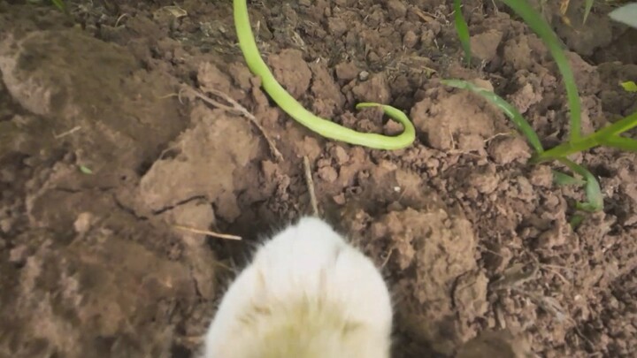 猫：猫粮都没吃就出来了，摘四季豆箜干饭！