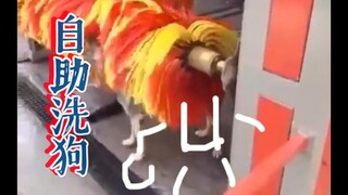 หมาๆ: ตั้งแต่มีเจ้านี่แล้ว ฉันก็ไม่เคยเสียเงินค่าอาบน้ำอีกเลย!!!