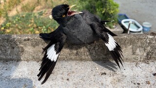 Its flying ability is so weak during molting season that it just fell straight into the field!