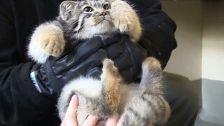 [Caracal] Si karacal kecil yang malang itu diajak bermain-main oleh yang lain.