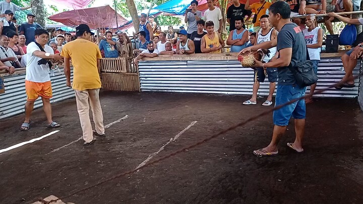 bulik tinola line 1st win