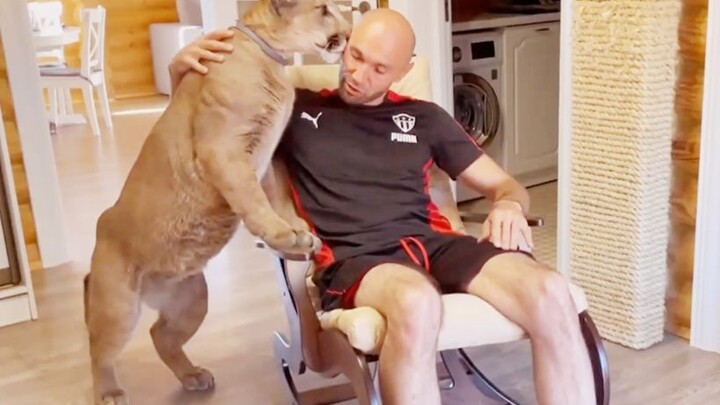 Messi the cougar reserves all her tenderness for her dad.