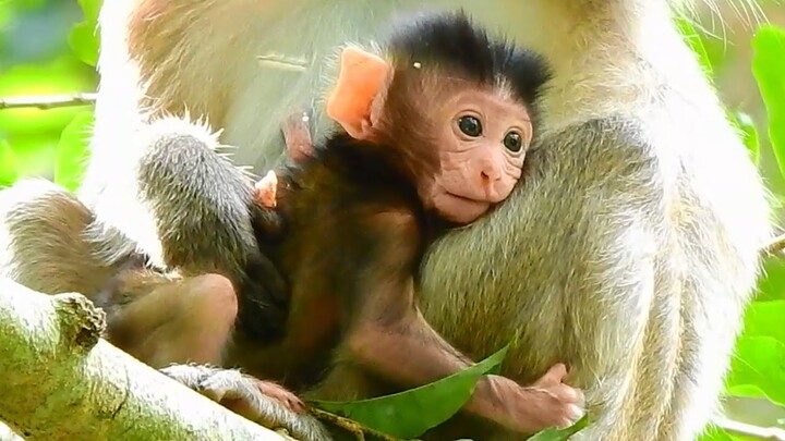 Newborn baby monkey look like sad maybe hungry milk