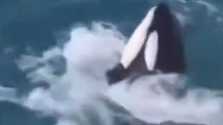 Mereka mengenali drone, sehingga berusaha menari sekuat tenaga untuk menunjukkan nilai keberadaan me