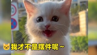 “被猫猫治愈的瞬间，请给我一个你喜欢小猫咪的理由”