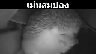 สมปองอยากเล่า