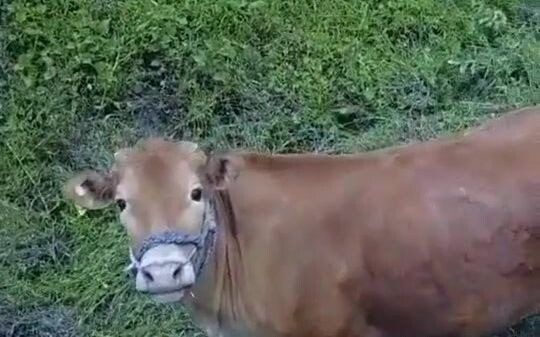 Con bò vàng ở nông thôn lần đầu tiên nhìn thấy drone, mặt mũi ngơ ngác, đáng yêu quá