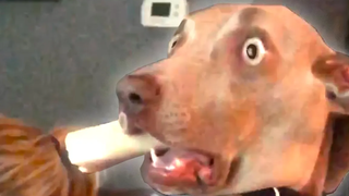 Funniest Dog Fail Compilation 2020 วิดีโอสุนัขตลก กองทัพล้มเหลว