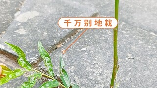 Con đội của giới thực vật, cây táo tàu thật sự quá lợi hại!