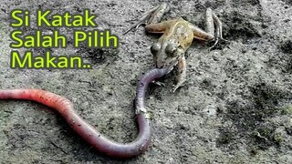 Katak Nekat Memakan Cacing Yang Lebih Besar..