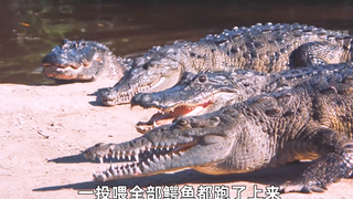 Người đàn ông bị mắc kẹt trong vũng cá sấu, liệu anh ta có thể thoát chết từ hàm cá sấu không?