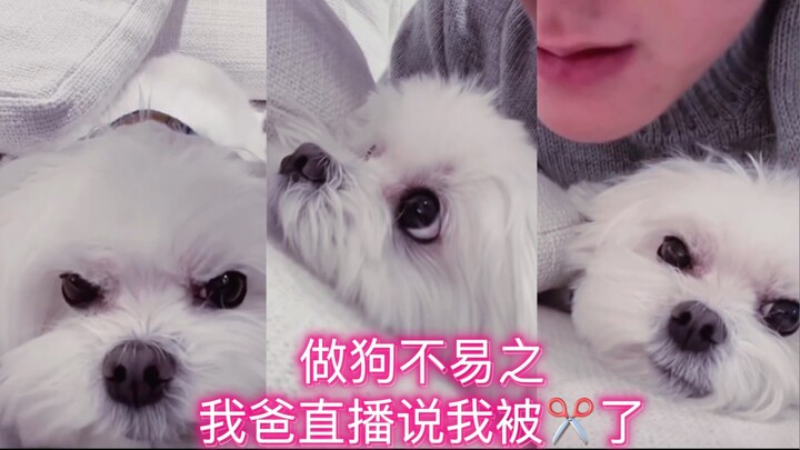 คันดี้น่าสงสารสุดๆ — หวงจื่อเทาแฉความลับของหมาตัวเอง
