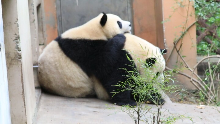 Two Cute Pandas Being Clinging With Each Other