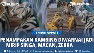 Viral Penampakan Kambing Diwarnai Jadi Mirip Singa, Macan, Zebra Bak di Kebun Binatang