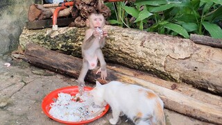 Smart Baby Liheang Enjoy Eating Rice With Cats   Happy Time Baby Playing With The Baby Cat