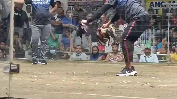 Leverville Garbage Backyard (Another Joe Goode Grey x Gilmore hatch) Pasay Cockpit