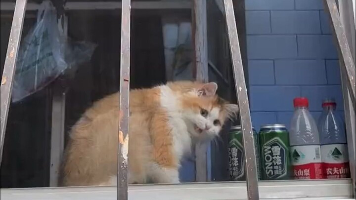 Dog: How can there be such double standards in humans?