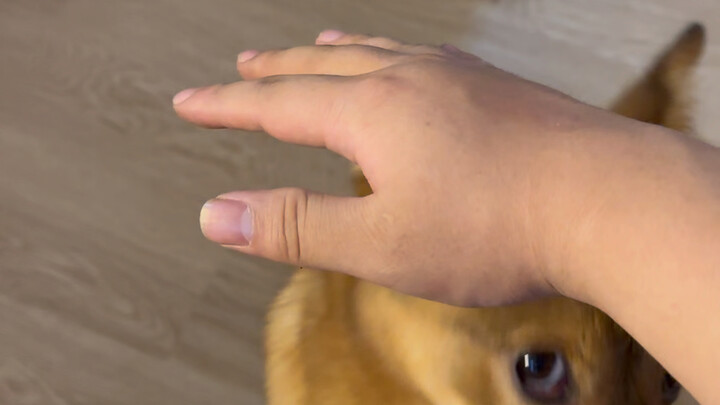 When you pretend to pet a little local dog