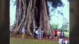 balete tree Canlaon City negros occidental
