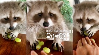 Raccoon guards its food