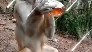 Drunken monkey