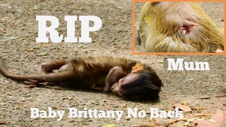 Break Heart, RIP Baby Monkey Go Forever Not Came Back, Pity Brinn Cry To Call Her Baby Weak Up