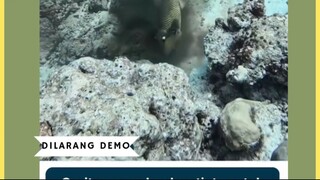 Sebagian besar hewan Sefalopoda punya mekanisme pertahanan berupa semburan tinta untuk kabur dari pe