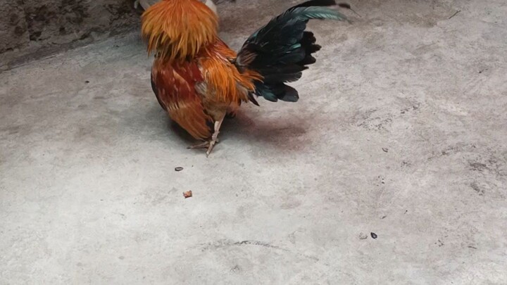 Bantam