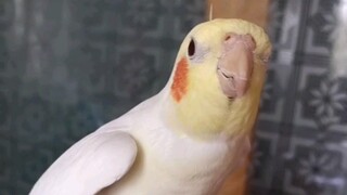 Đột nhiên quên lời nên đành lừa qua chuyện