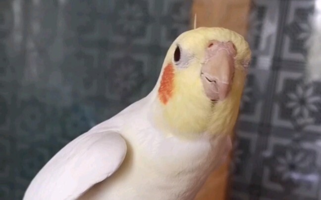 فجأة نسيت الكلمات فتظاهرت بالجهل لتجاوز الأمر