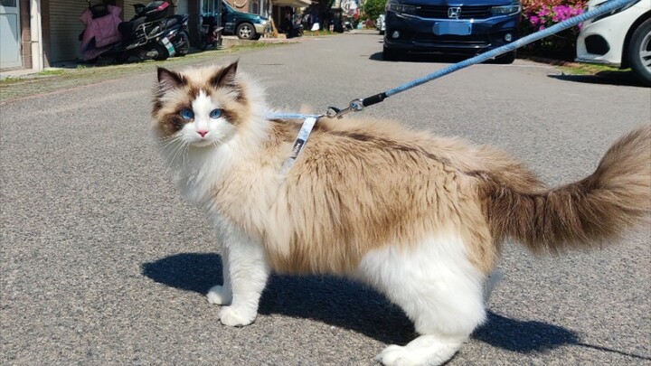 【جدّتي قالت إن هذا حتمًا كلب】 تجربة غامرة في نزهة مع كلب بودل داخل الحي السكني