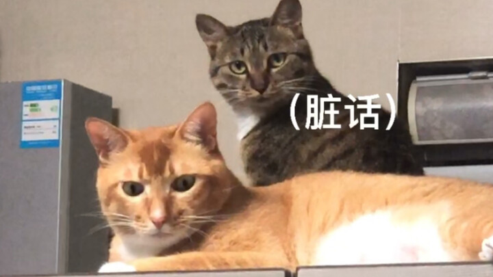 Mom Dun Teaches You How to Bond with Your Cat